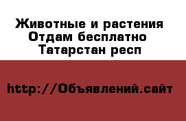 Животные и растения Отдам бесплатно. Татарстан респ.